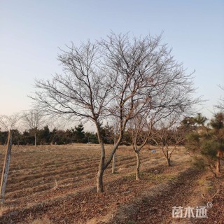 15公分日本红枫-红舞姬