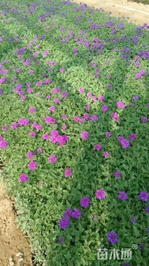 高度30厘米美女樱