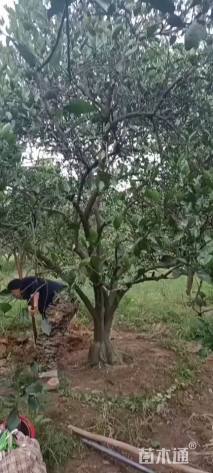 高度400厘米丛生胡柚