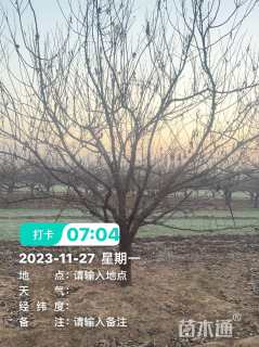 高度350厘米李子树