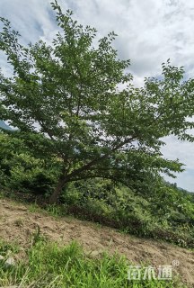 13公分染井吉野樱