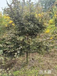 10公分中国红枫