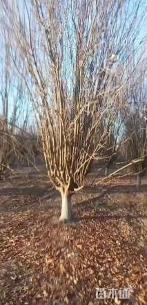 25公分西府海棠