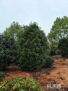 高度350厘米中华石楠