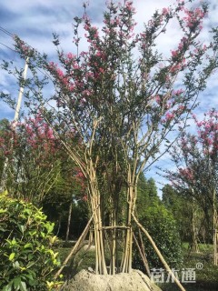 15公分紫薇