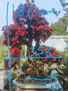 高度1860厘米杜鹃