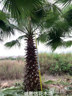 裸干高400厘米华盛顿棕榈