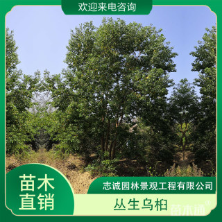 40公分丛生乌桕