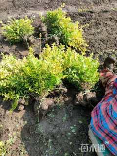 高度40厘米金叶女贞