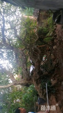 46公分白花鸡蛋花