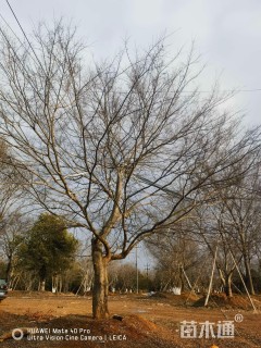 100公分丛生榔榆