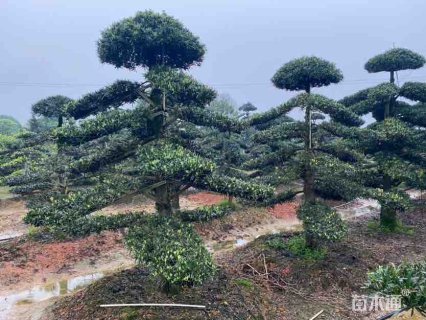 移栽苗造型罗汉松