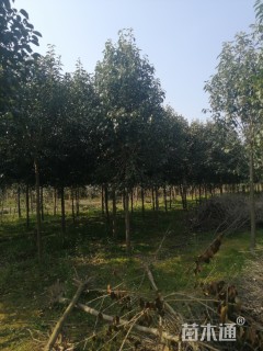 20公分大叶女贞