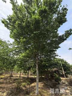 18公分榉树