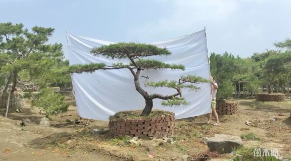 10公分造型黑松