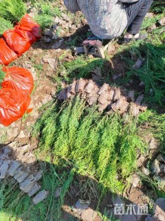 高度60厘米侧柏小苗