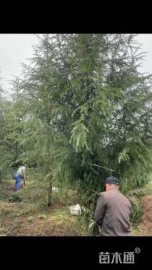 高度600厘米雪松