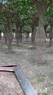 30公分紫薇花瓶