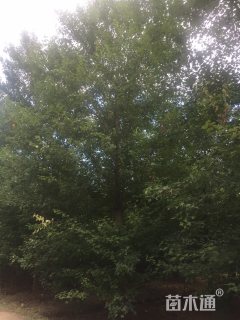 20公分美国红枫