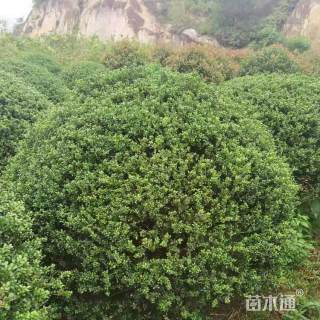 冠幅80厘米龟甲冬青球