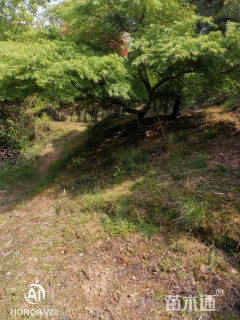 高度350厘米羽毛枫