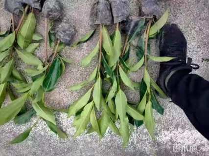 高度40厘米法国冬青