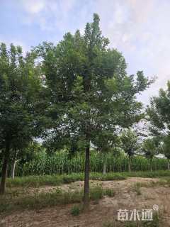 15公分国槐