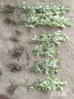 高度35厘米金边黄杨