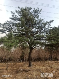 18公分造型黑松