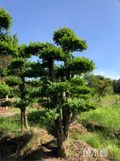 移栽苗造型榆树