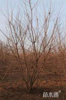 高度600厘米丛生五角枫