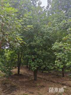 15公分黄花风铃木