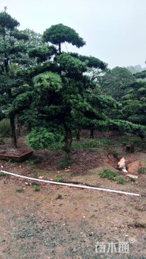 20公分造型罗汉松