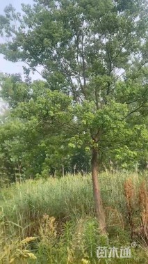 20公分乌桕