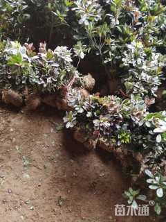 高度30厘米紫鹃