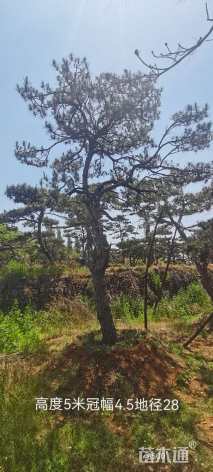 28公分造型油松