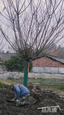 18公分日本晚樱