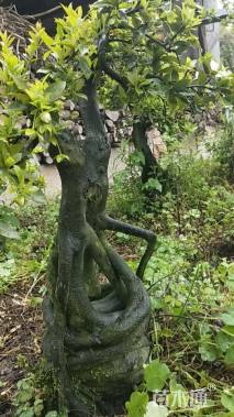 高度75厘米金弹子