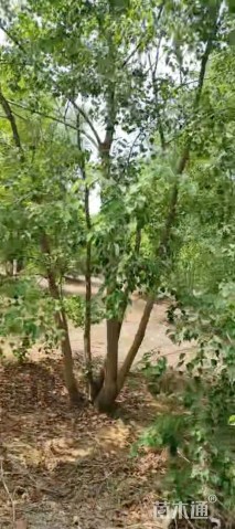 30公分(5杆)丛生乌桕