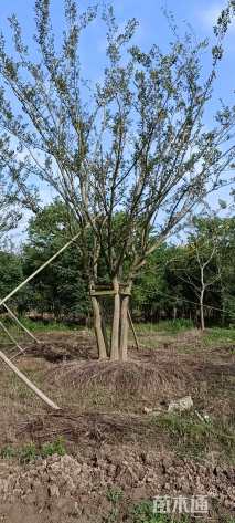 75公分丛生朴树