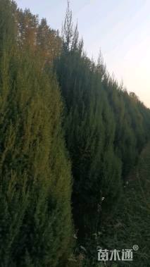 高度350厘米河南桧