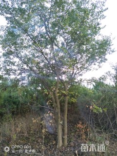 105公分朴树