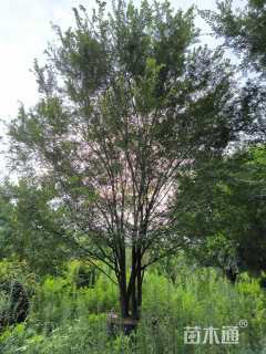 50公分(4杆)丛生榔榆