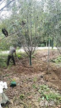 高度500厘米印第安魔力海棠