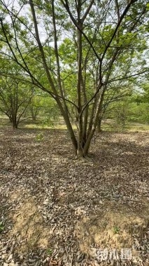 50公分(5杆)丛生朴树