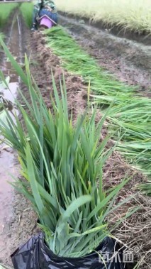 高度50厘米马莲