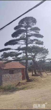 40公分造型油松