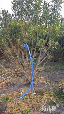 高度200厘米夹竹桃