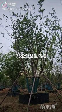 15公分(4杆)丛生乌桕