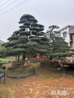 移栽苗造型罗汉松